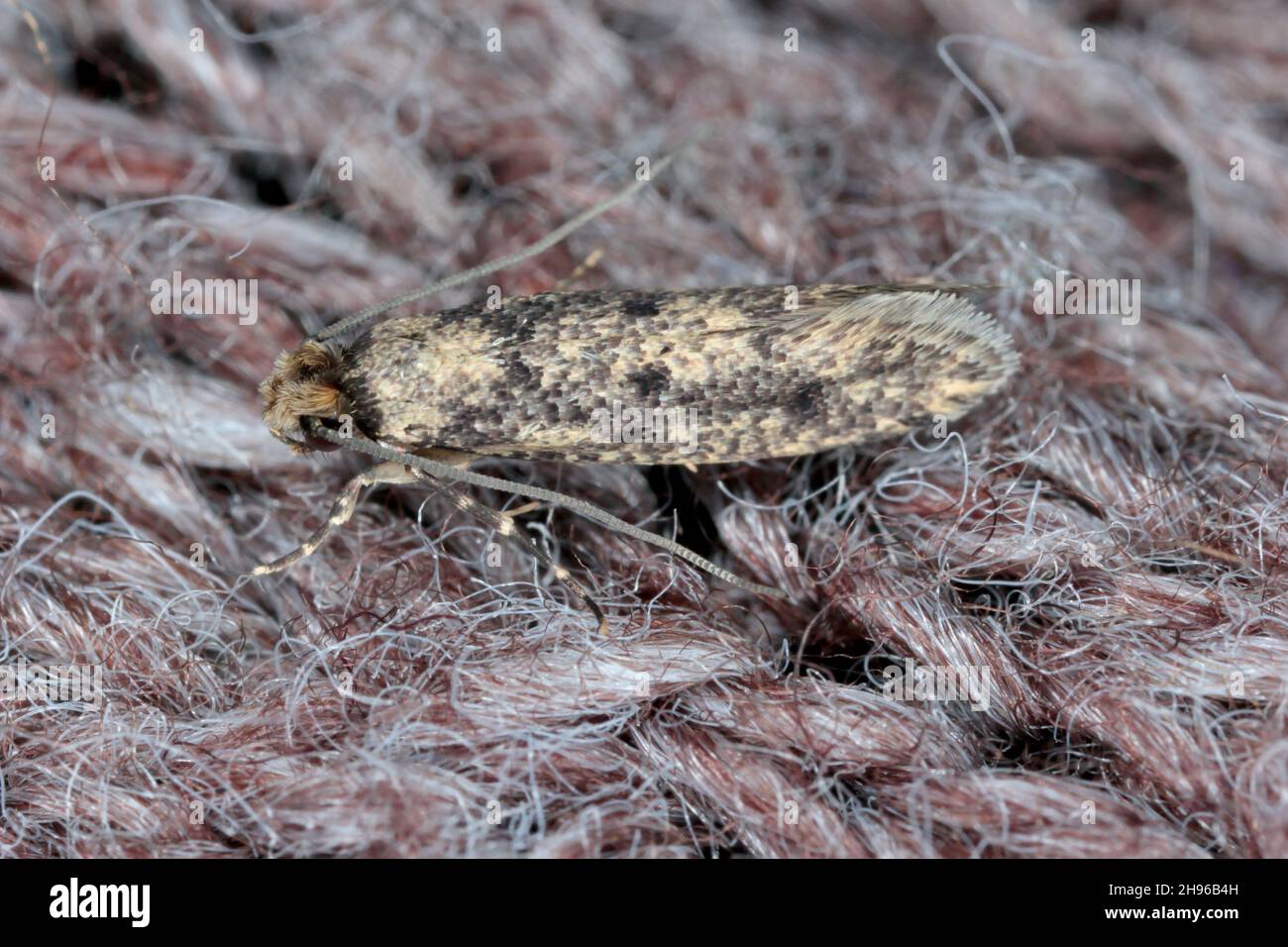 The browndotted clothes moth Niditinea fuscella is a species of