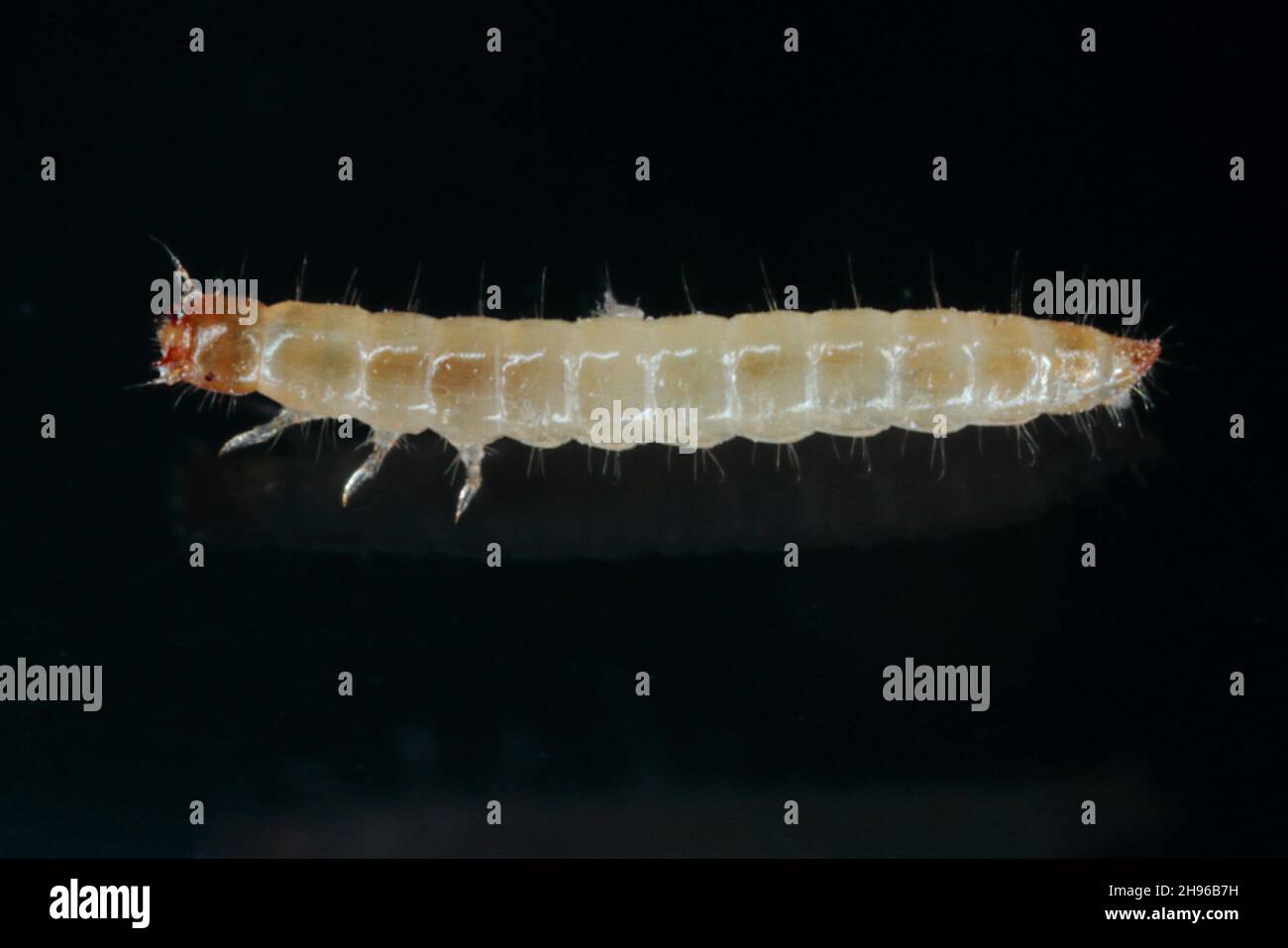 Larva of Depressed Flour Beetle Palorus subdepressus it is a species of beetle in the family