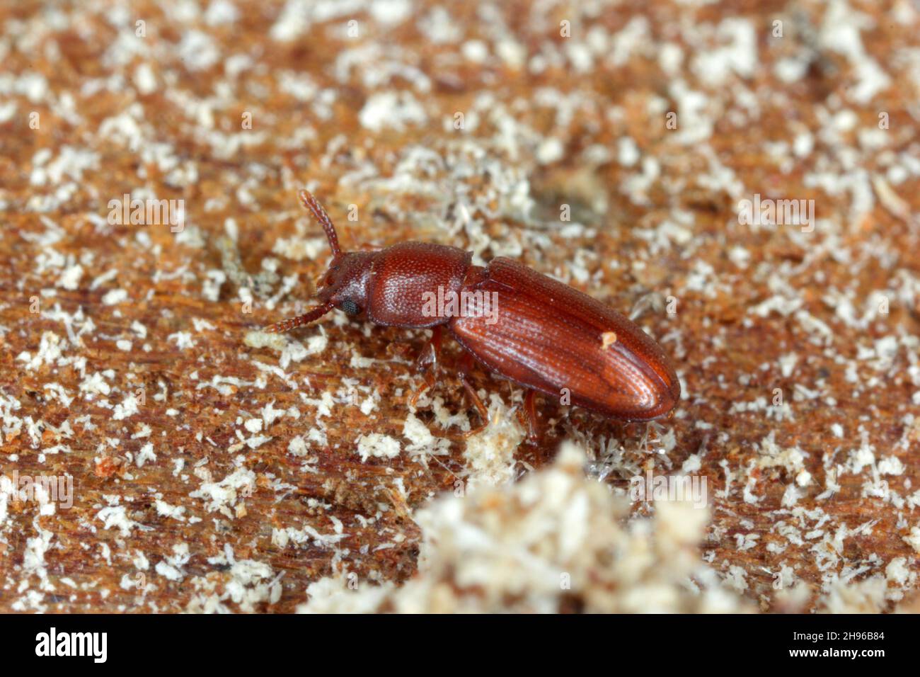 Palorus subdepressus is a species of beetle in the family Tenebrionidae, the darkling beetles. Beetle on wheat grain. Stock Photo