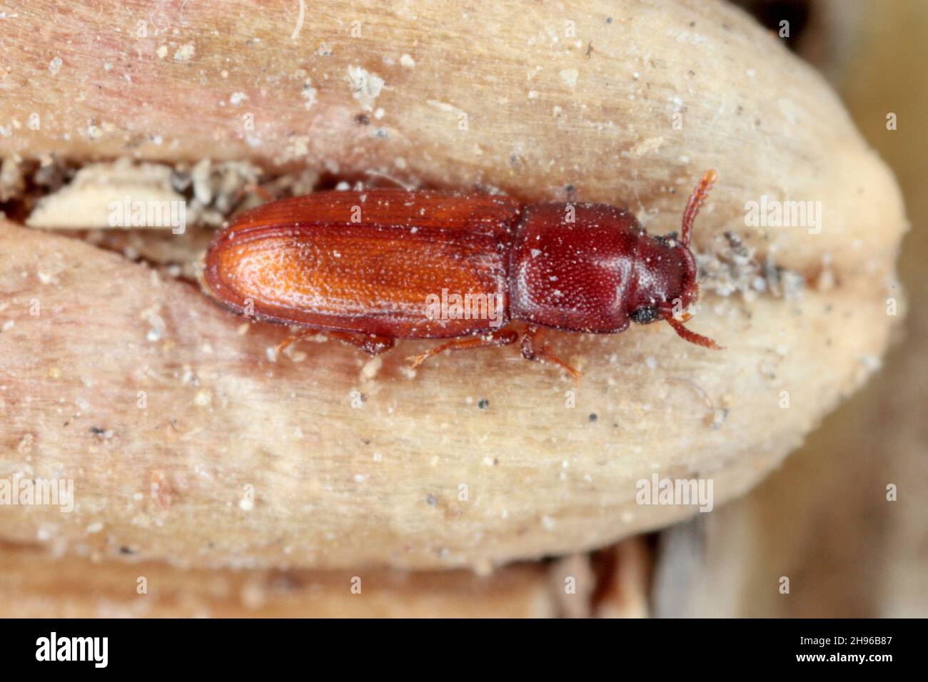 Palorus subdepressus is a species of beetle in the family Tenebrionidae, the darkling beetles. Beetle on wheat grain. Stock Photo