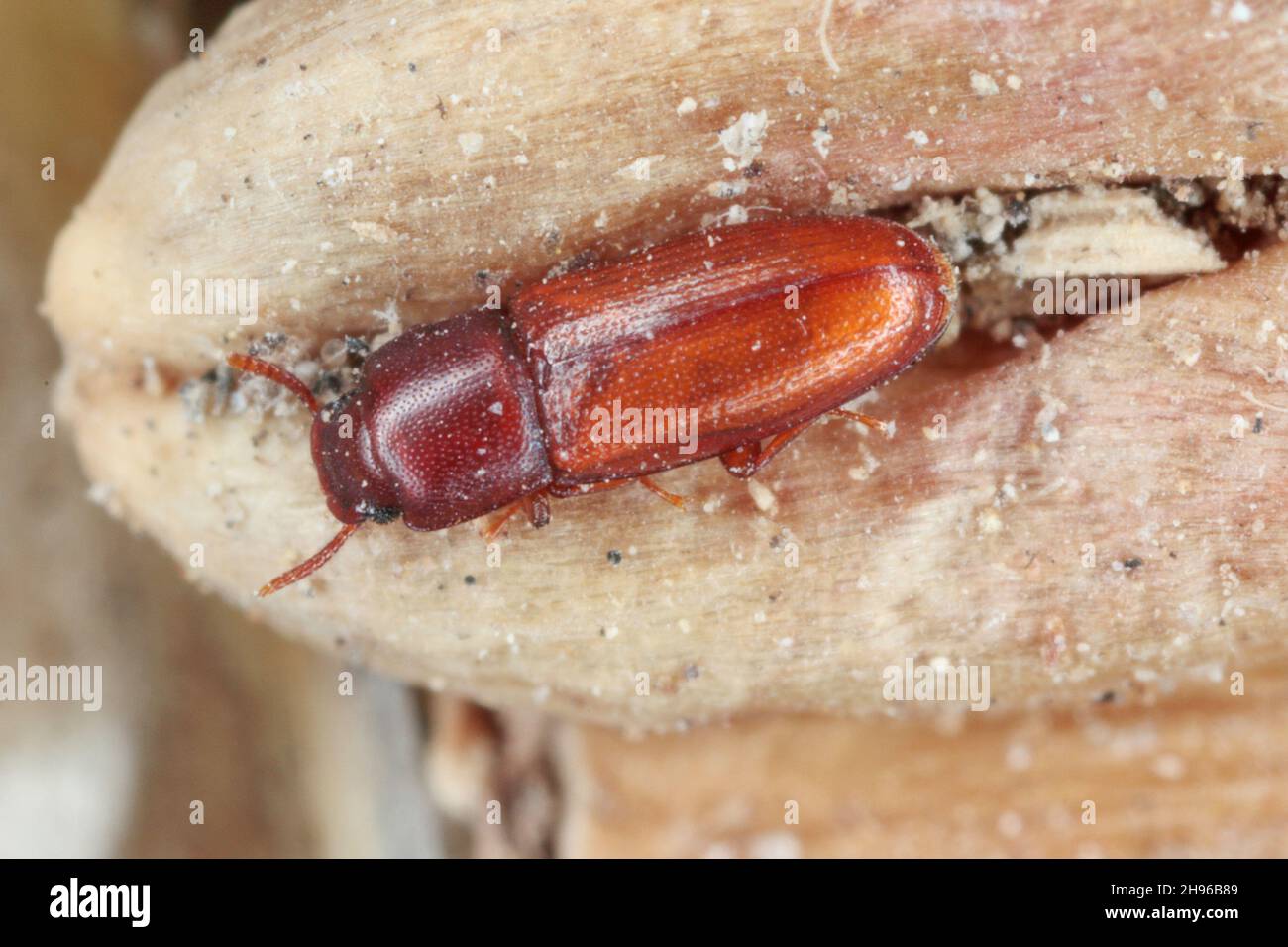 Palorus subdepressus is a species of beetle in the family Tenebrionidae, the darkling beetles. Beetle on wheat grain. Stock Photo