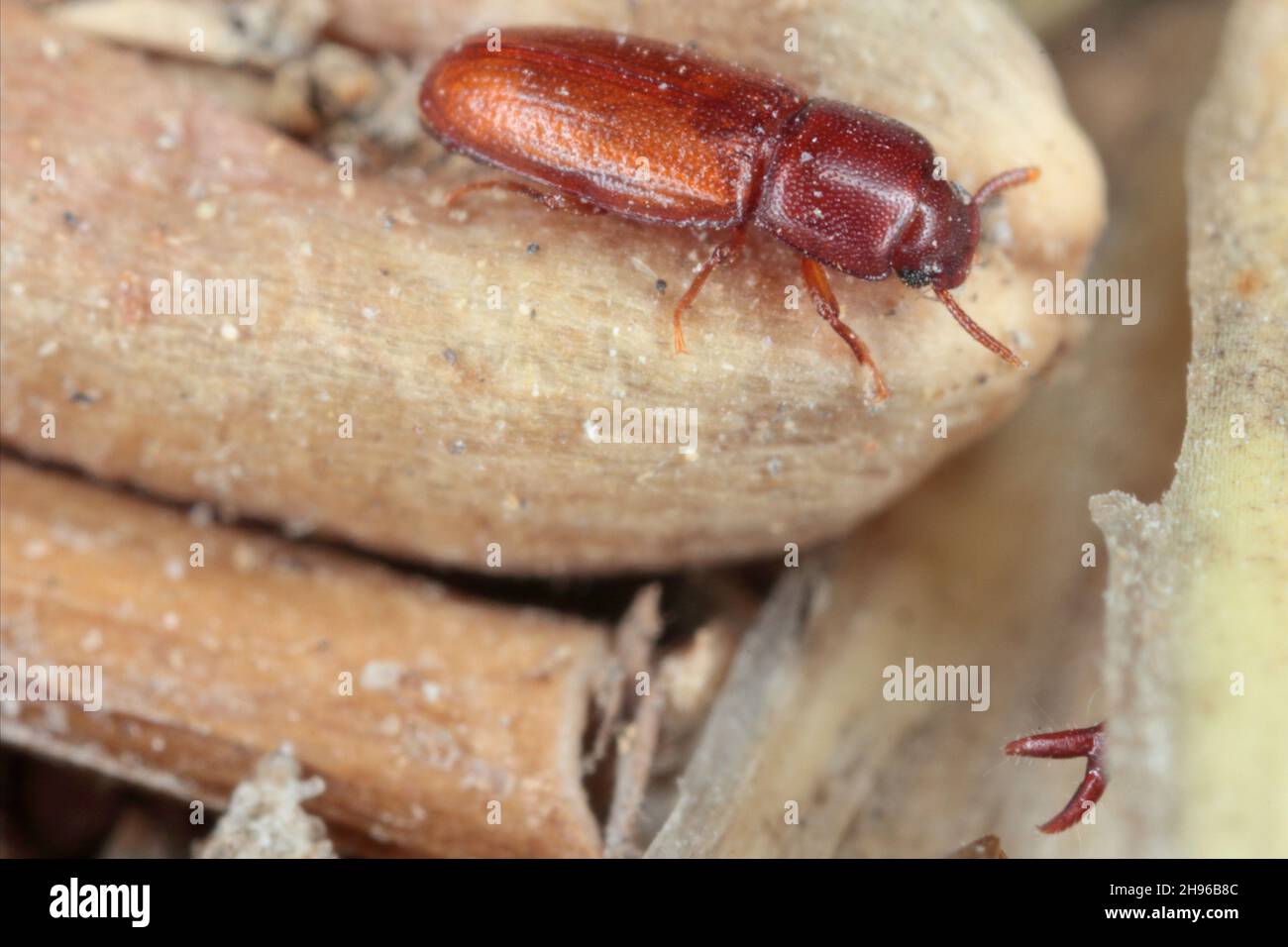 Palorus subdepressus is a species of beetle in the family Tenebrionidae, the darkling beetles. Beetle on wheat grain. Stock Photo