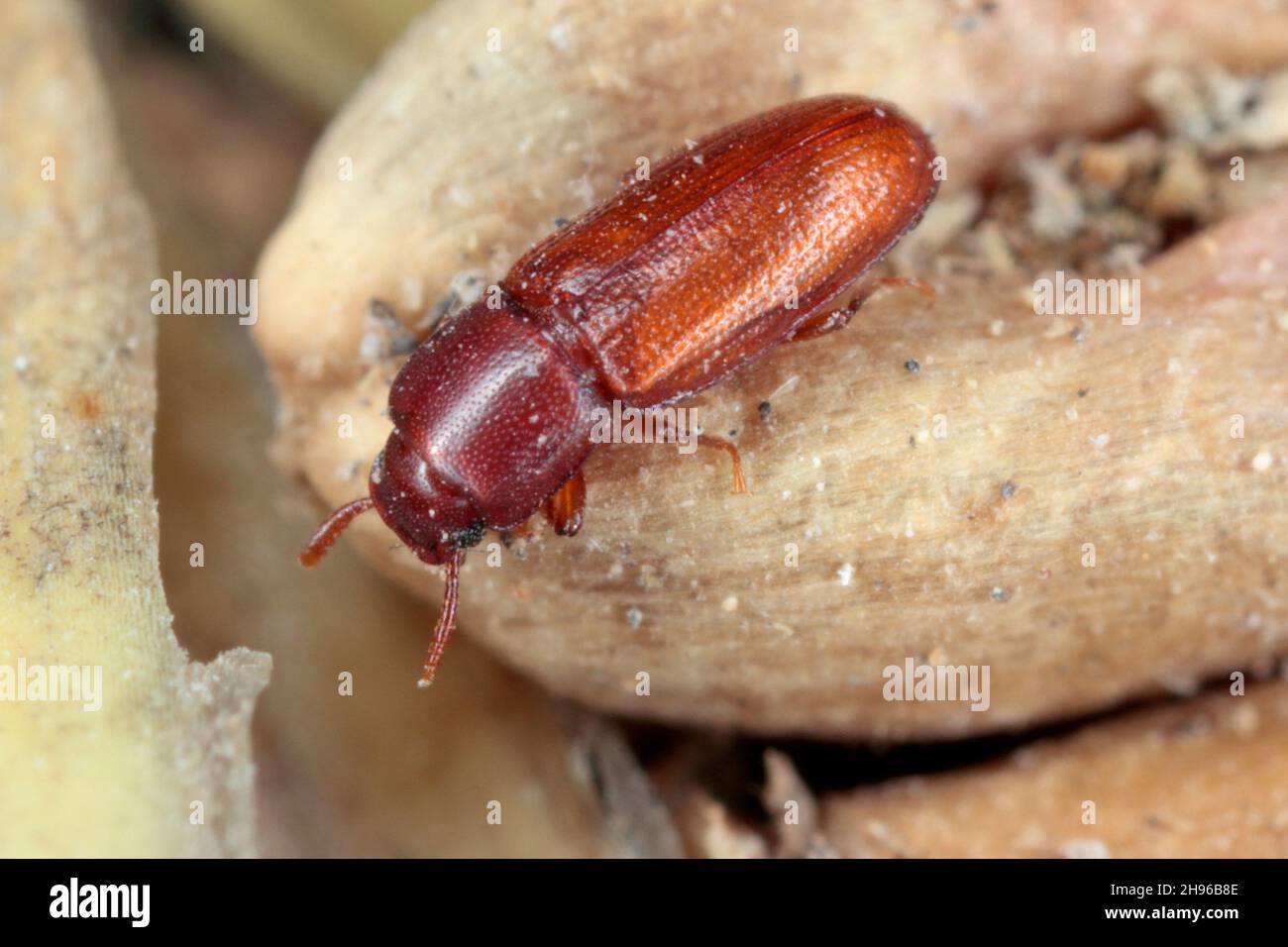 Palorus subdepressus is a species of beetle in the family Tenebrionidae, the darkling beetles. Beetle on wheat grain. Stock Photo