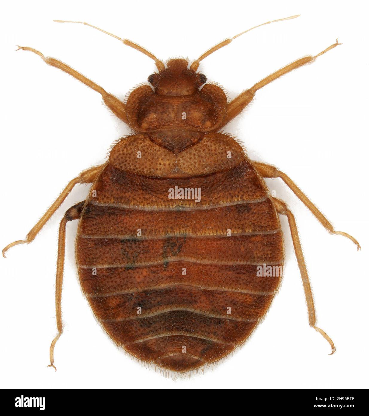 Bedbug (Cimex lectularius) isolated on white background. Adult. Stock Photo