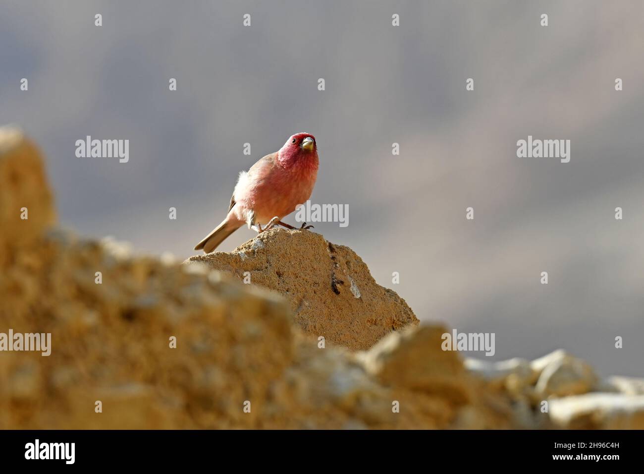 Sinai rosefinch - Carpodacus synoicus in the desert Stock Photo