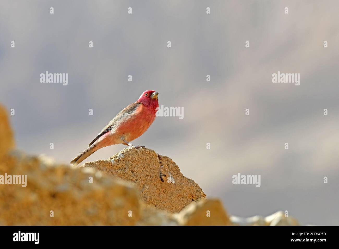 Sinai rosefinch - Carpodacus synoicus in the desert Stock Photo