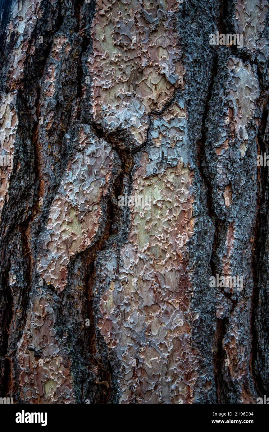 Ponderosa Pine in Yosemite Valley, California. Stock Photo