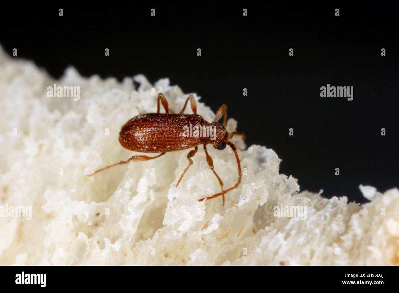 Ptinus fur beetles in the subfamily Ptininae - hitemarked spider beetle, family Anobiidae - woodworm or wood borer. Pest of food in homes, shops. Stock Photo