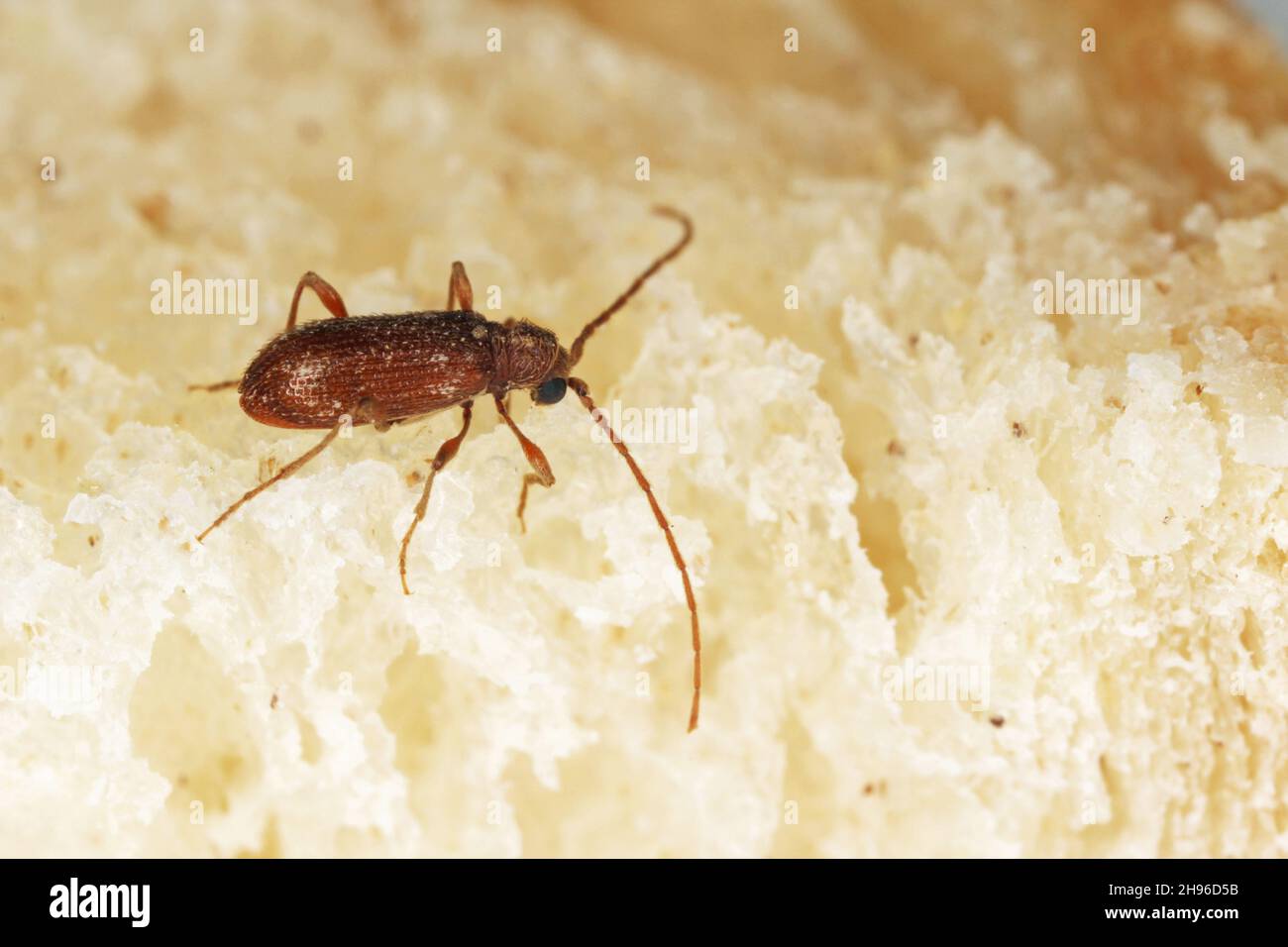 Ptinus fur beetles in the subfamily Ptininae - hitemarked spider beetle, family Anobiidae - woodworm or wood borer. Pest of food in homes, shops. Stock Photo