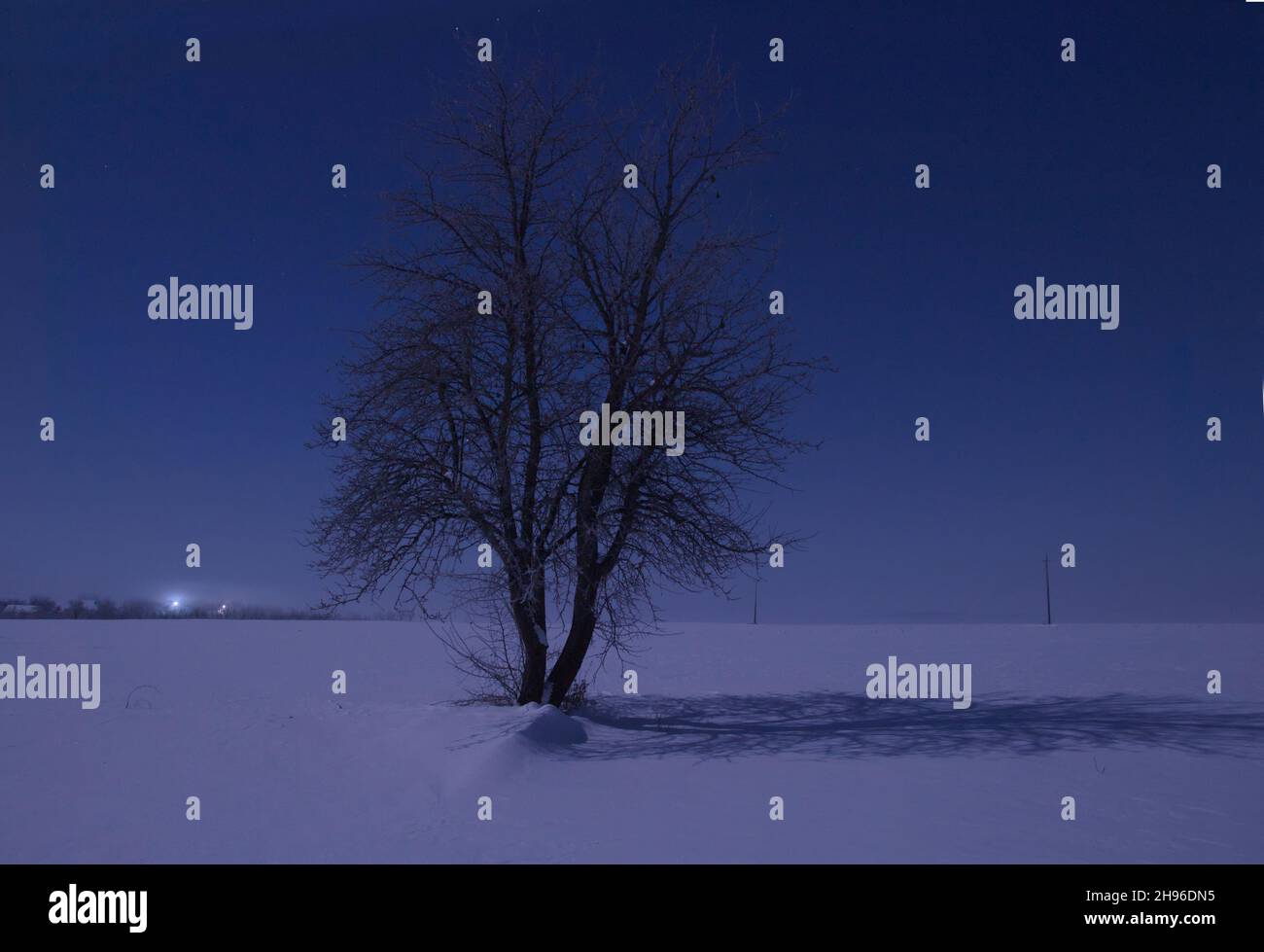 Foggy night tree silhouette hi-res stock photography and images - Alamy