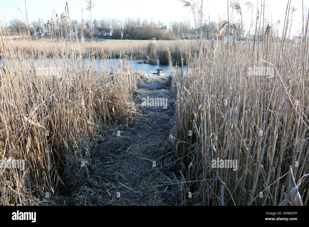 Path between the reeds. A fishing spot is visible in the distance. Stock Photo