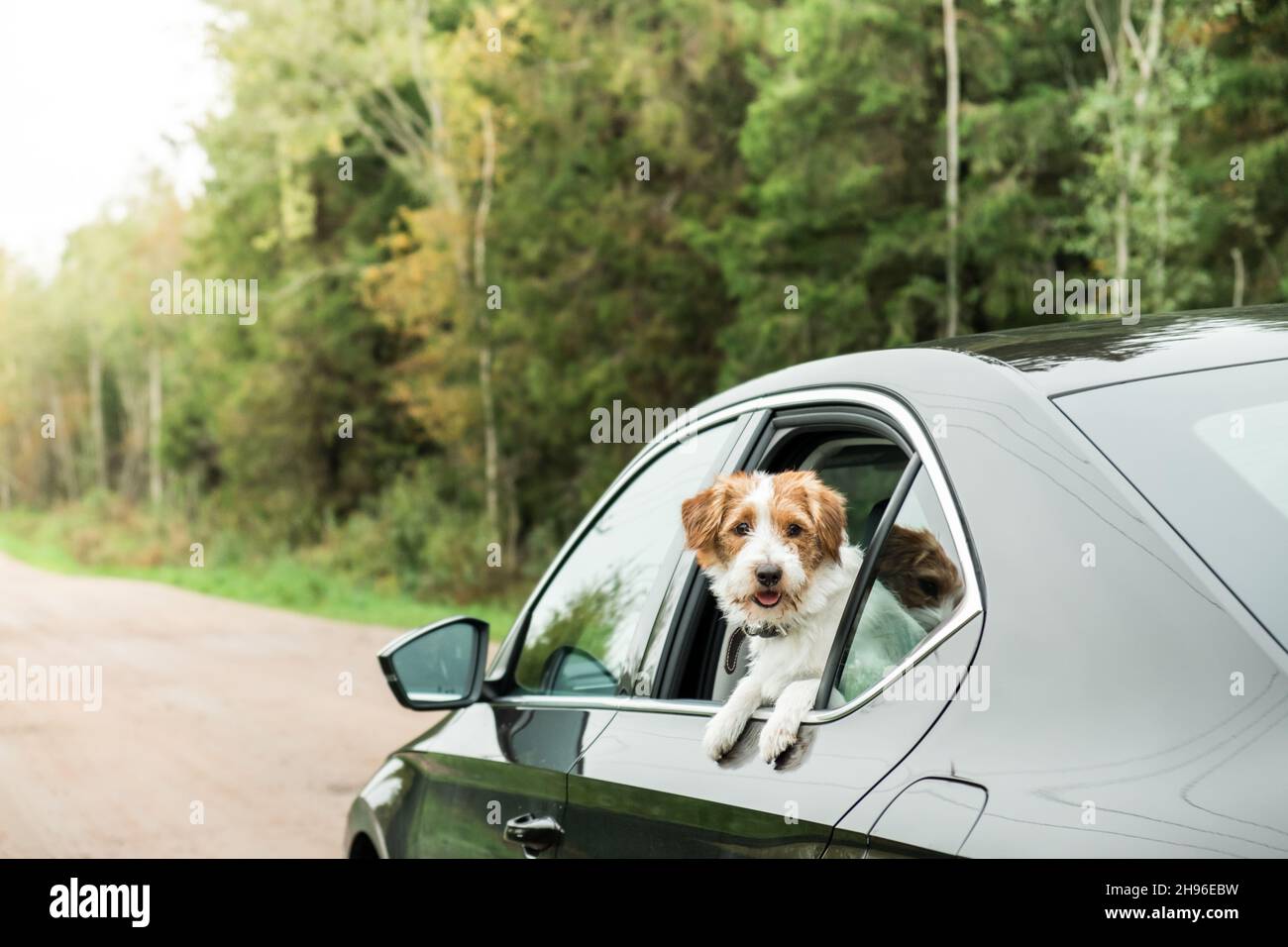 Dog travel by car. Jack Russell Terrier enjoying road trip. Pets travel concept. Stock Photo