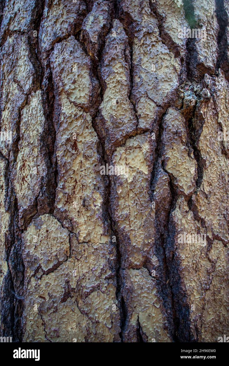 Ponderosa Pine in Yosemite Valley, California. Stock Photo