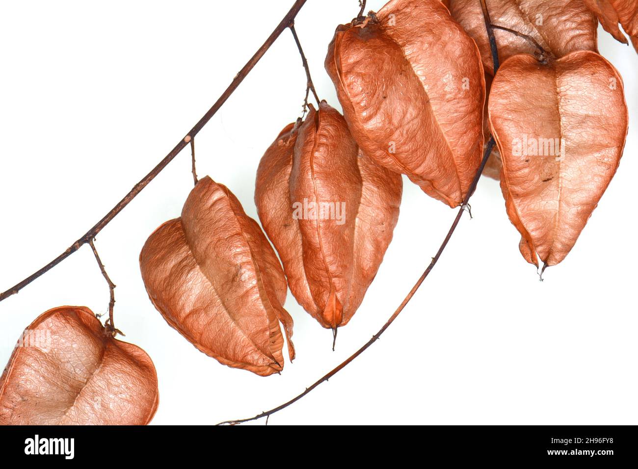 Koelreuteria Paniculata Fruit