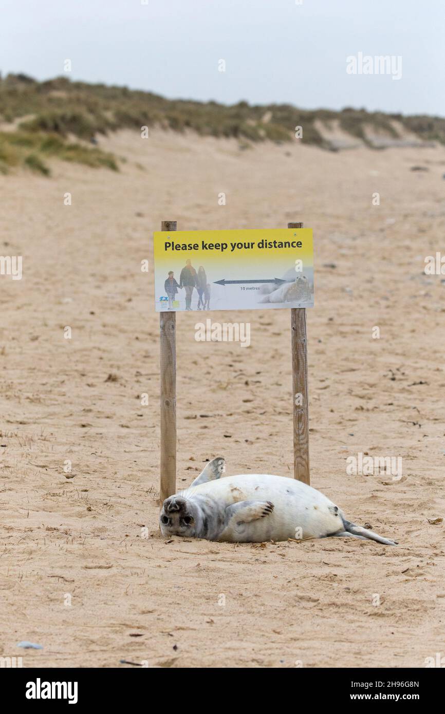 Winterton on sea seals hires stock photography and images Alamy