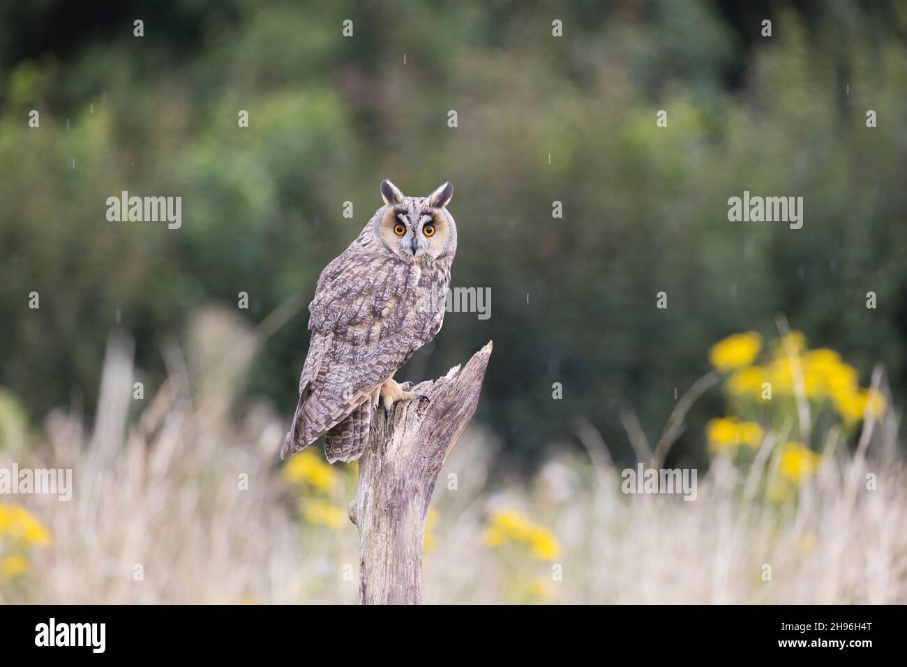 Long-eared owl (Asio otus) adult perched on stump, Suffolk, England, August, controlled conditions Stock Photo