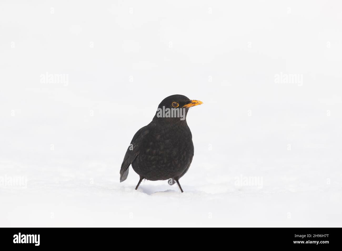 Common blackbird (Turdus merula) adult male standing on snow, Suffolk, England, February Stock Photo