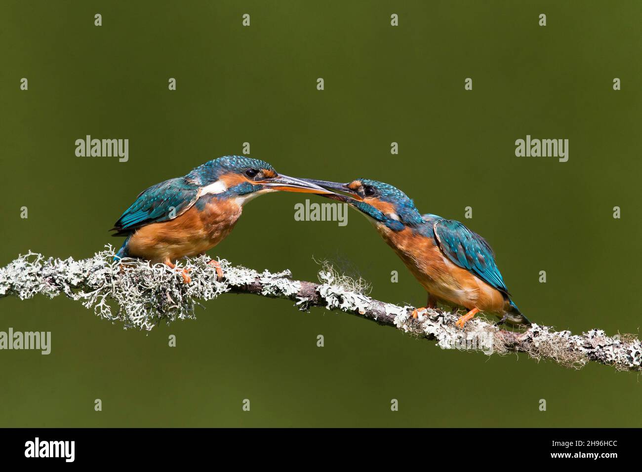 Male And Female Kingfisher Hi res Stock Photography And Images Alamy male-and-female-kingfisher-hi-res-stock-photography-and-images-alamy