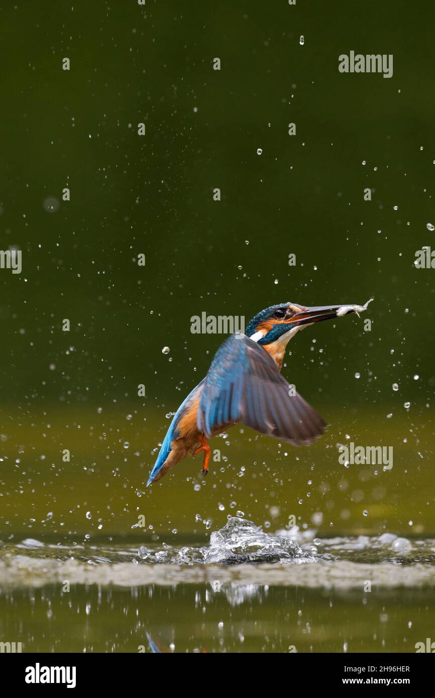 Common Kingfisher (Alcedo atthis) adult male, returning from dive with Three-spined Stickleback (Gasterosteus aculeatus) prey in beak, Suffolk, Englan Stock Photo
