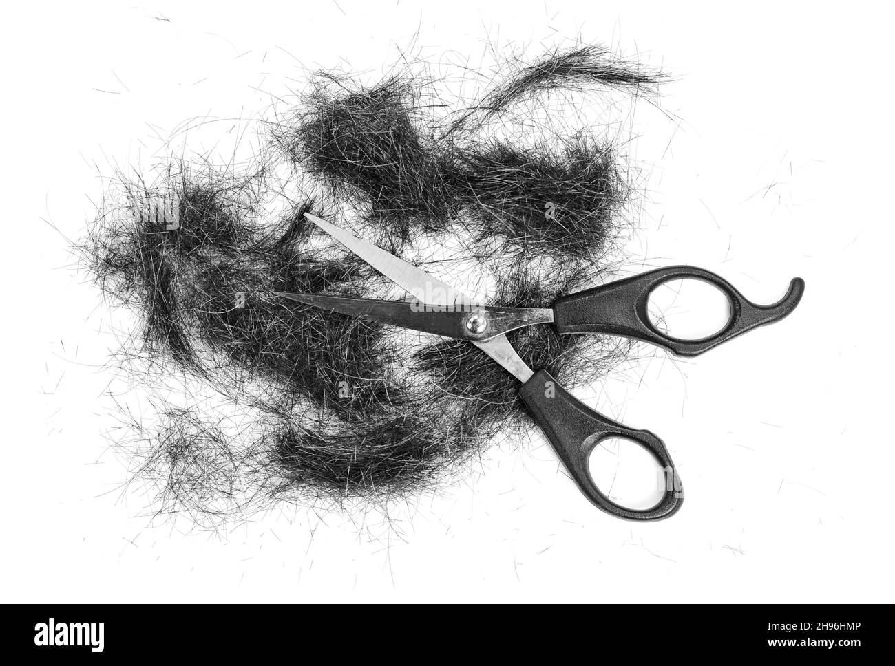 Cutting black hair, scissors and comb isolated on white. Black hair cut off on white background. Stock Photo