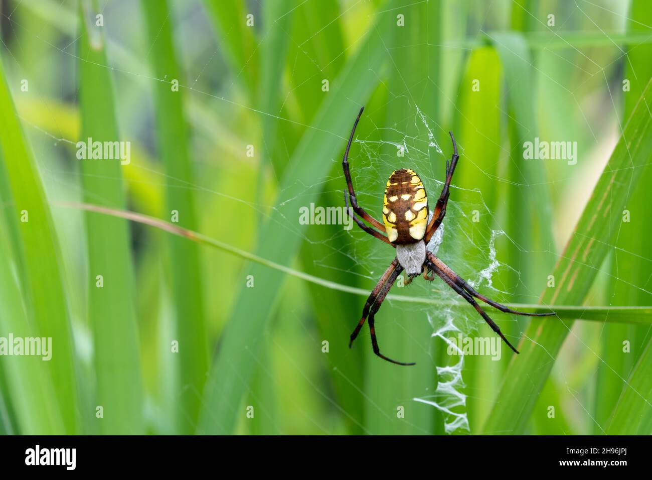Yellow gaden spider (Argiope aurantia) on web, Summer, Eastern United States, by Dominique Braud/Dembinsky Photo Assoc Stock Photo