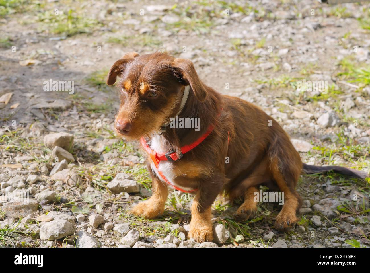 small hunting dog in nature looking to is owner. Stock Photo