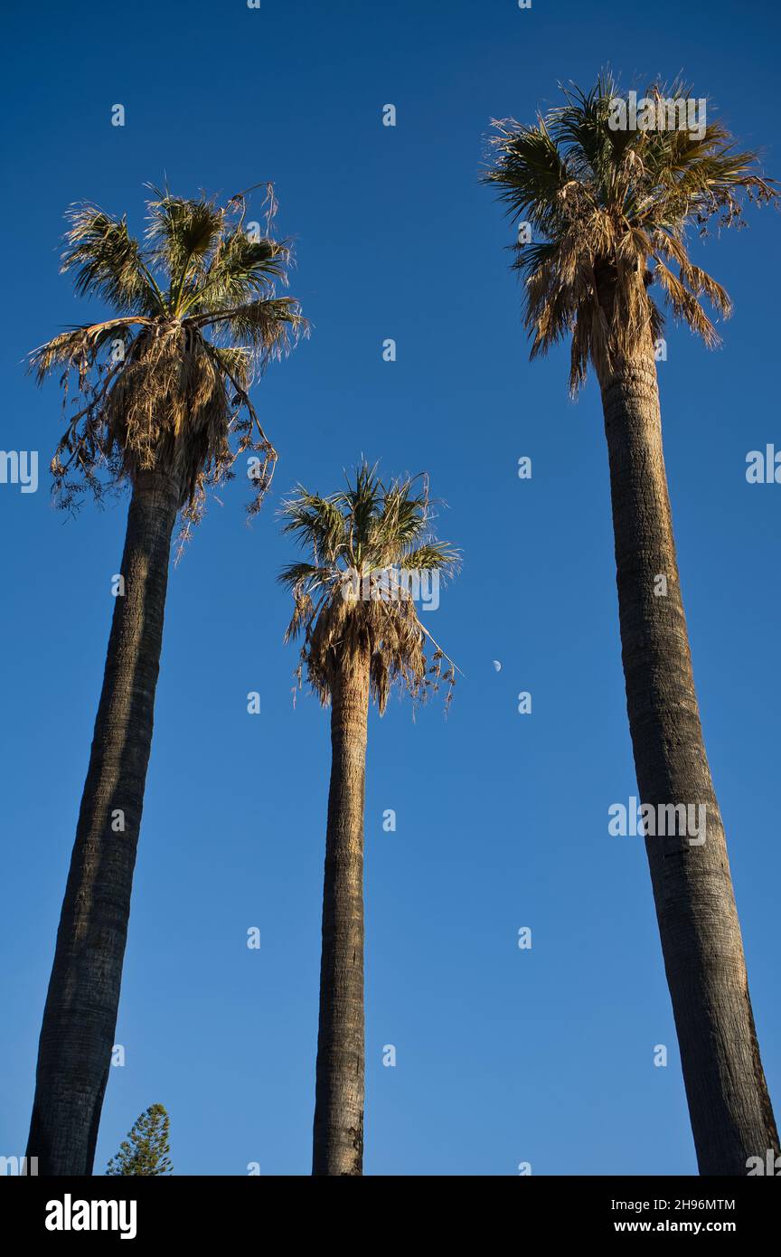 palm trees with blue sky background, landscape Stock Photo