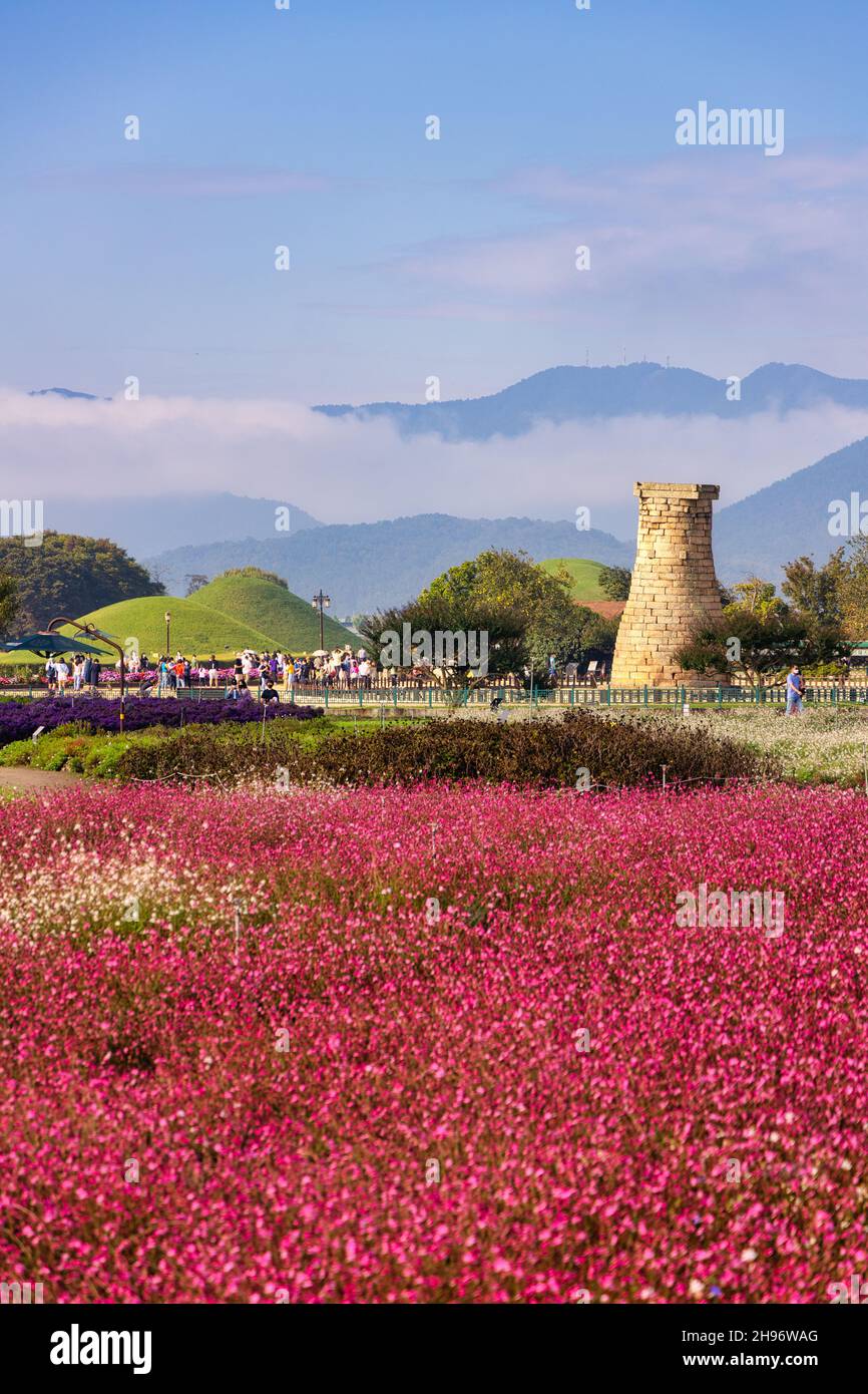 A beautiful field of flowers at Cheomgsangdae in Gyeongju, South Korea ...