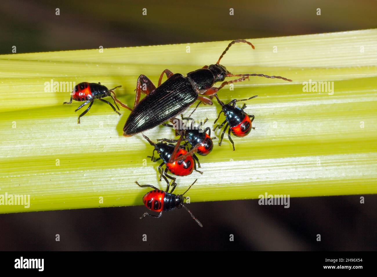 Juvenile predatory Red & Black Shield bug nymphs, species unknown
