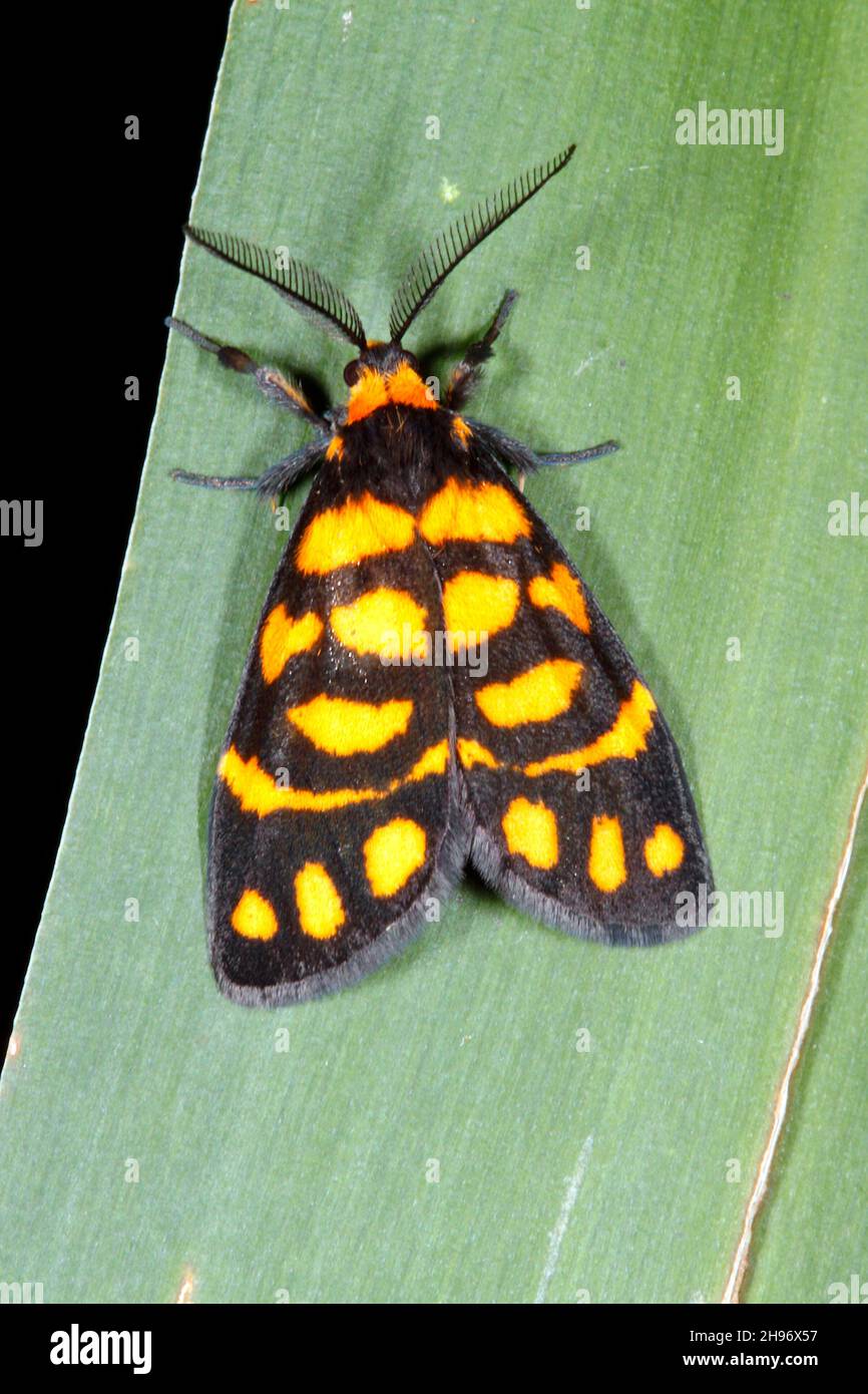 Lydia Lichen Moth, Asura lydia. Also known as a Tiger Moth. Coffs Harbour, NSW, Australia Stock Photo