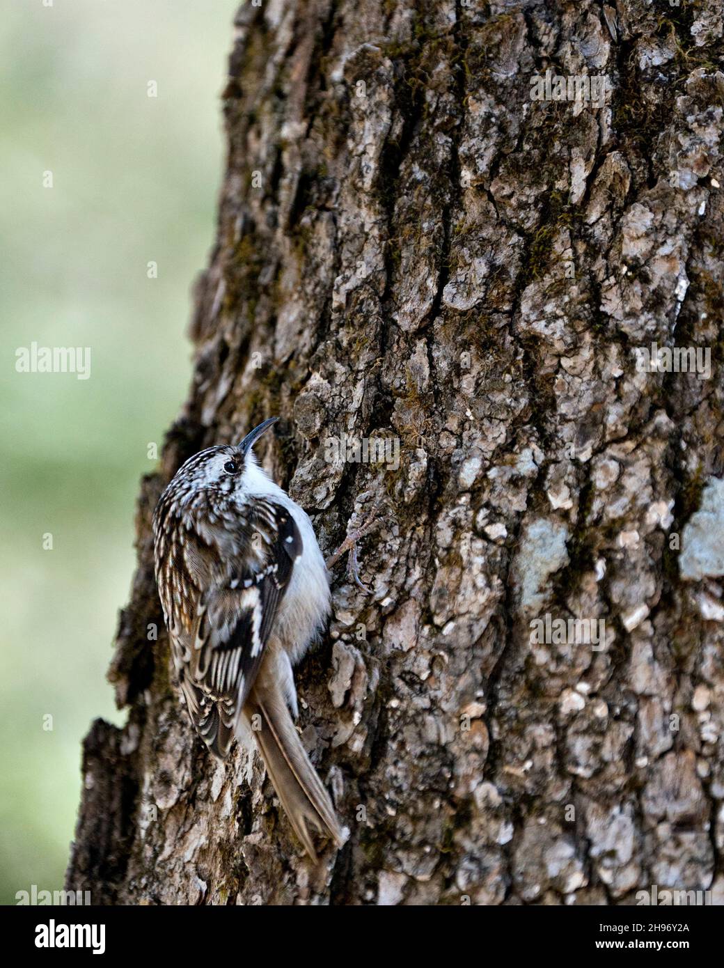 Brown Creeper bird close-up on a tree trunk looking for insect in its environment and habitat and displaying camouflage brown feathers. Stock Photo