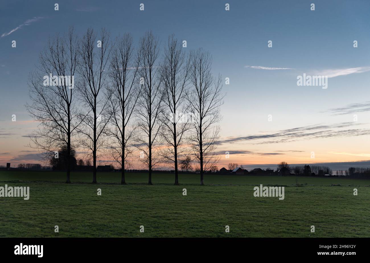 View Over Trees View over trees and meadows at the Belgian countryside during sunset ...