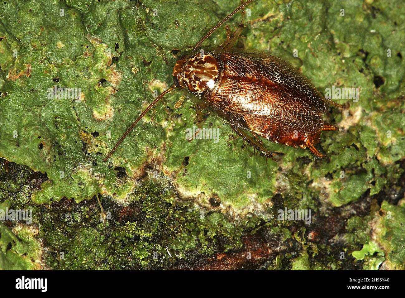 New Zealand wood cockroach (Ornatoblatta maori Stock Photo Alamy