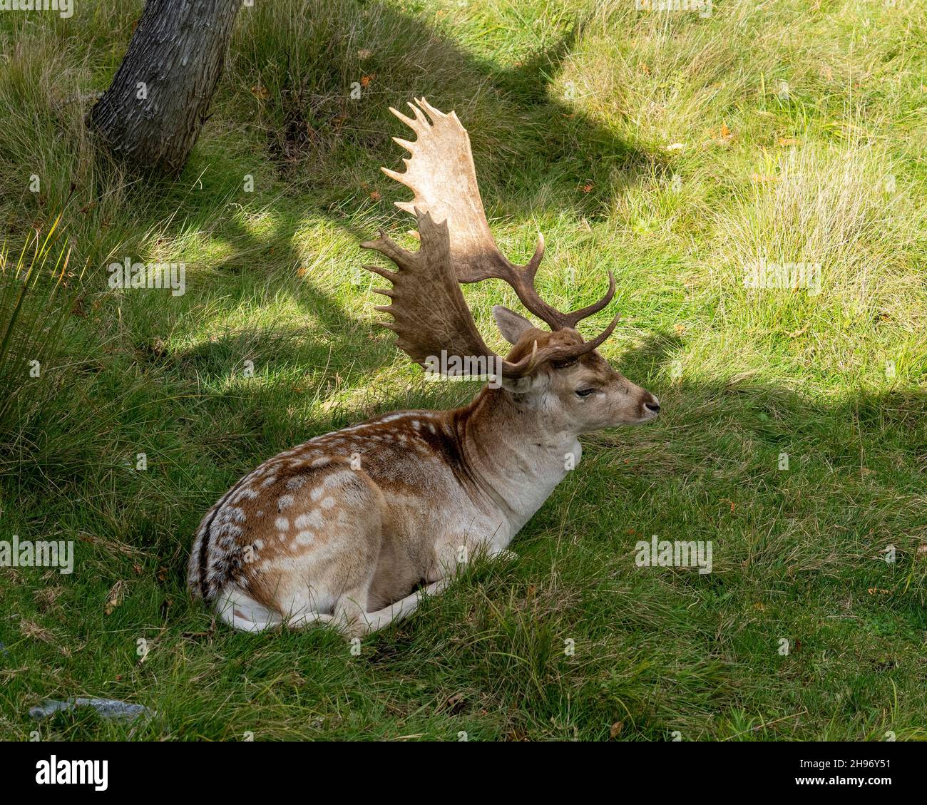 Deer close-up aerial view resting on grass displaying antlers and brow spot fur coat in its environment and habitat surrounding. Fallow Deer Image. Stock Photo