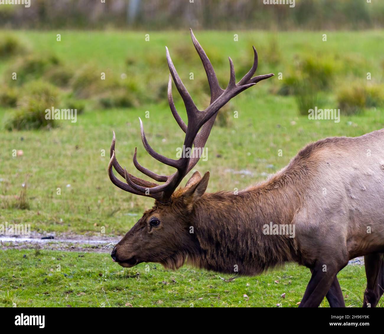 Bull elk side view head hires stock photography and images Alamy