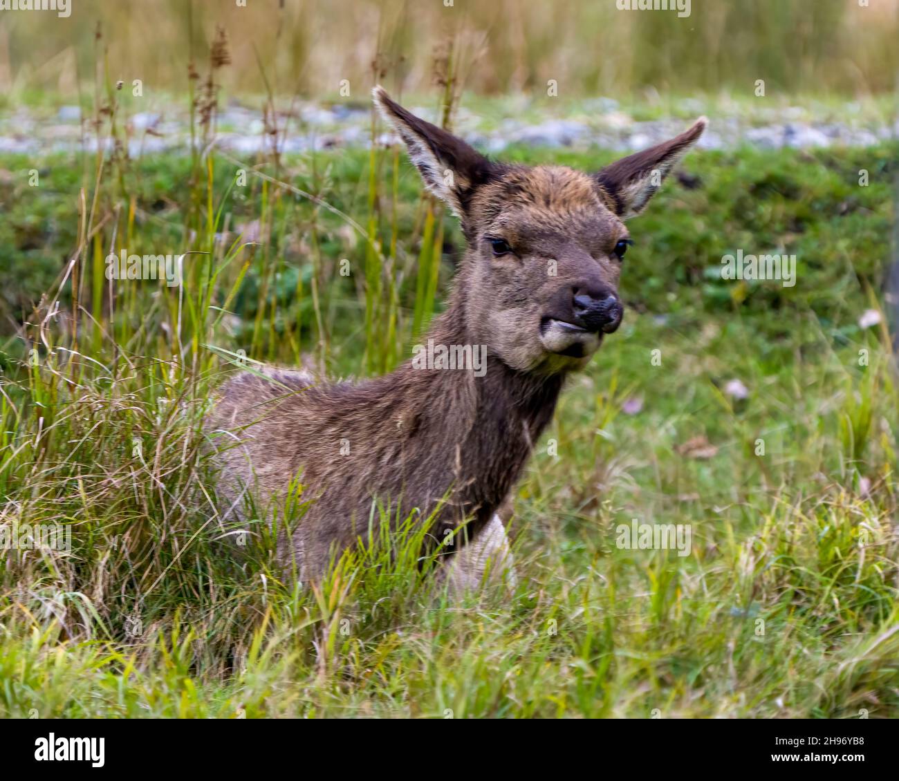 Young animal Elk resting in the field with grass background and foreground in its environment and habitat surrounding. Wapiti Portrait. Red Deer. Stock Photo