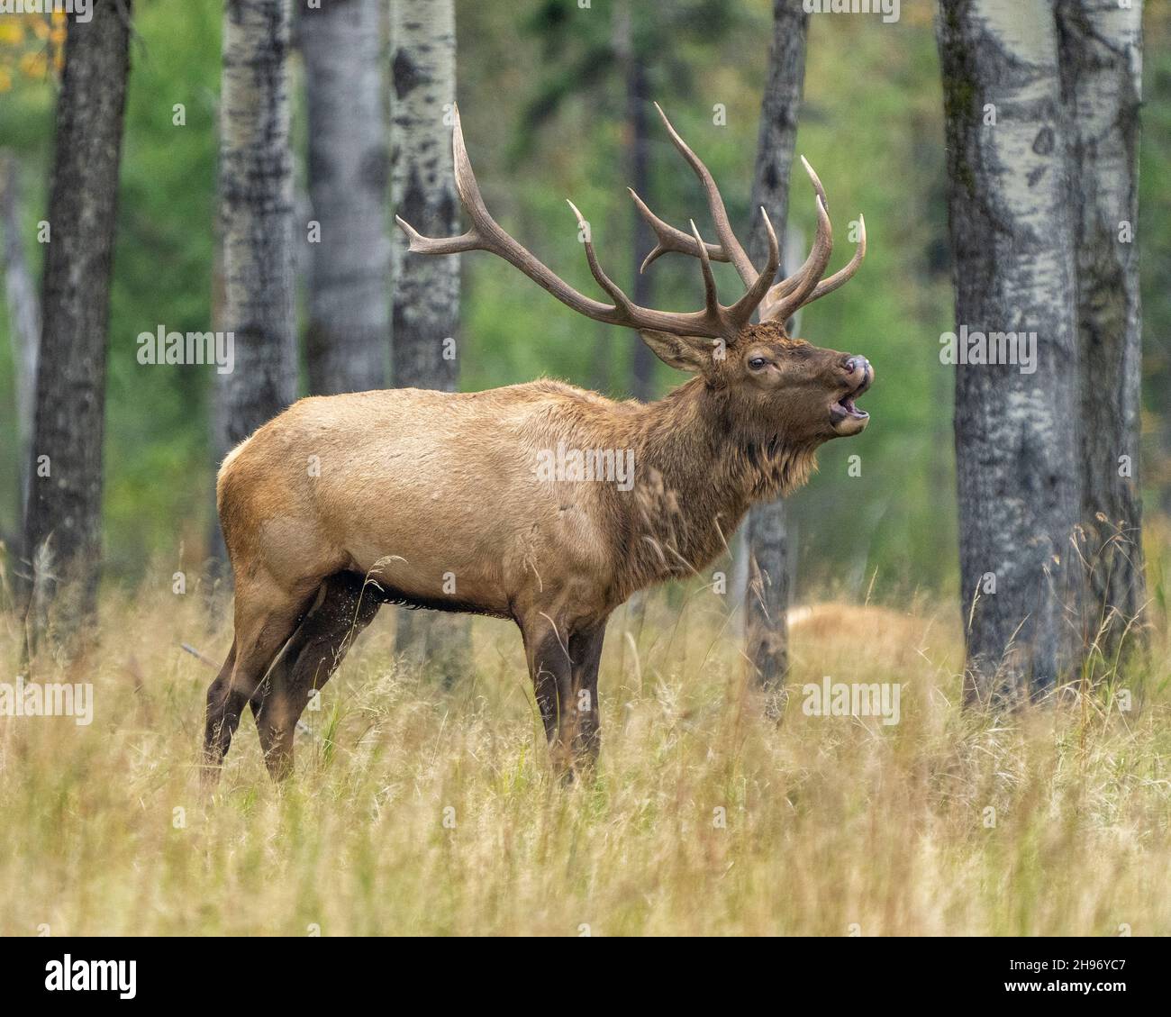 Elk male animal in the forest in the mating hunting season and making a