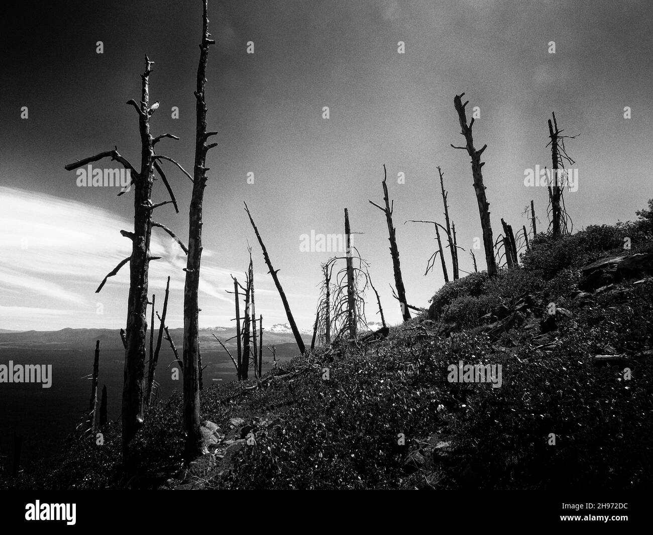 Stark Trees on a Mountainside Stock Photo - Alamy