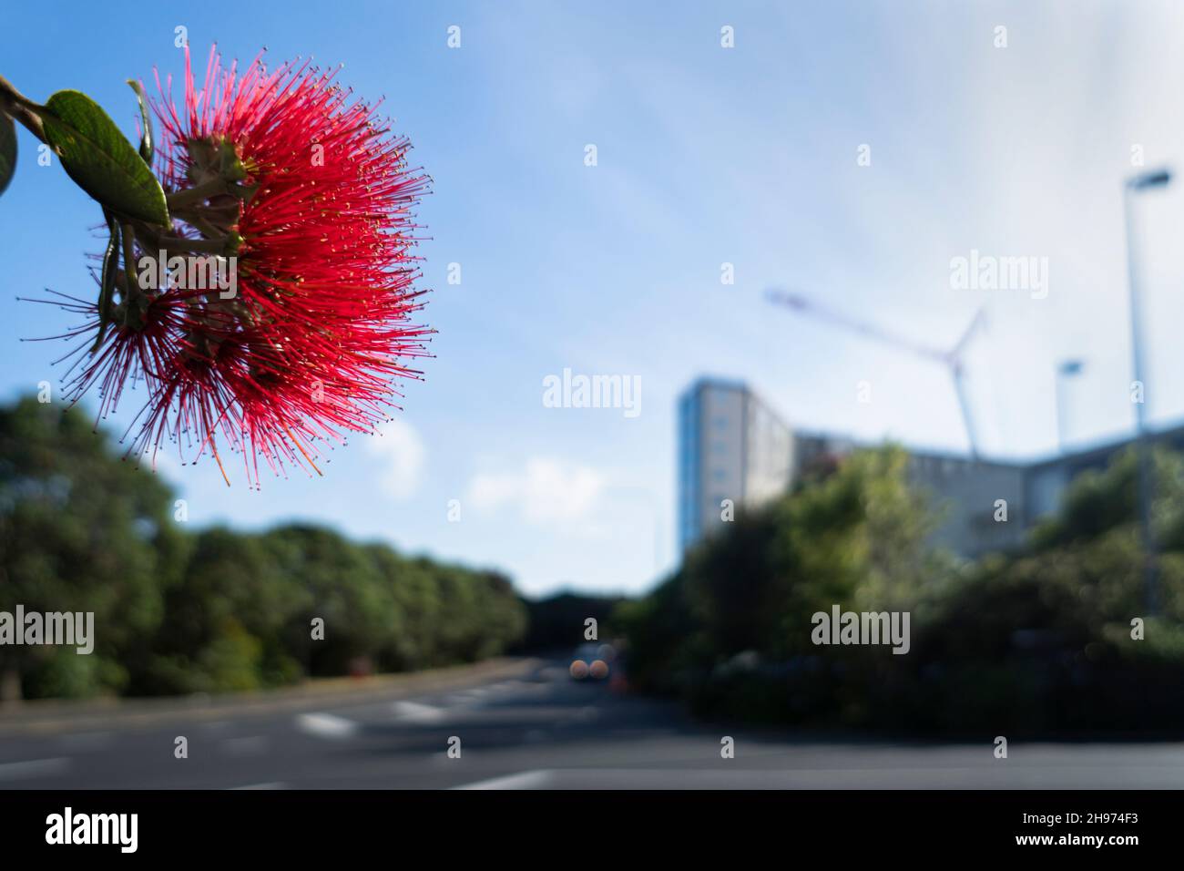 Red Pohutukawa flower with out-of-focus building and construction crane in the background Stock Photo