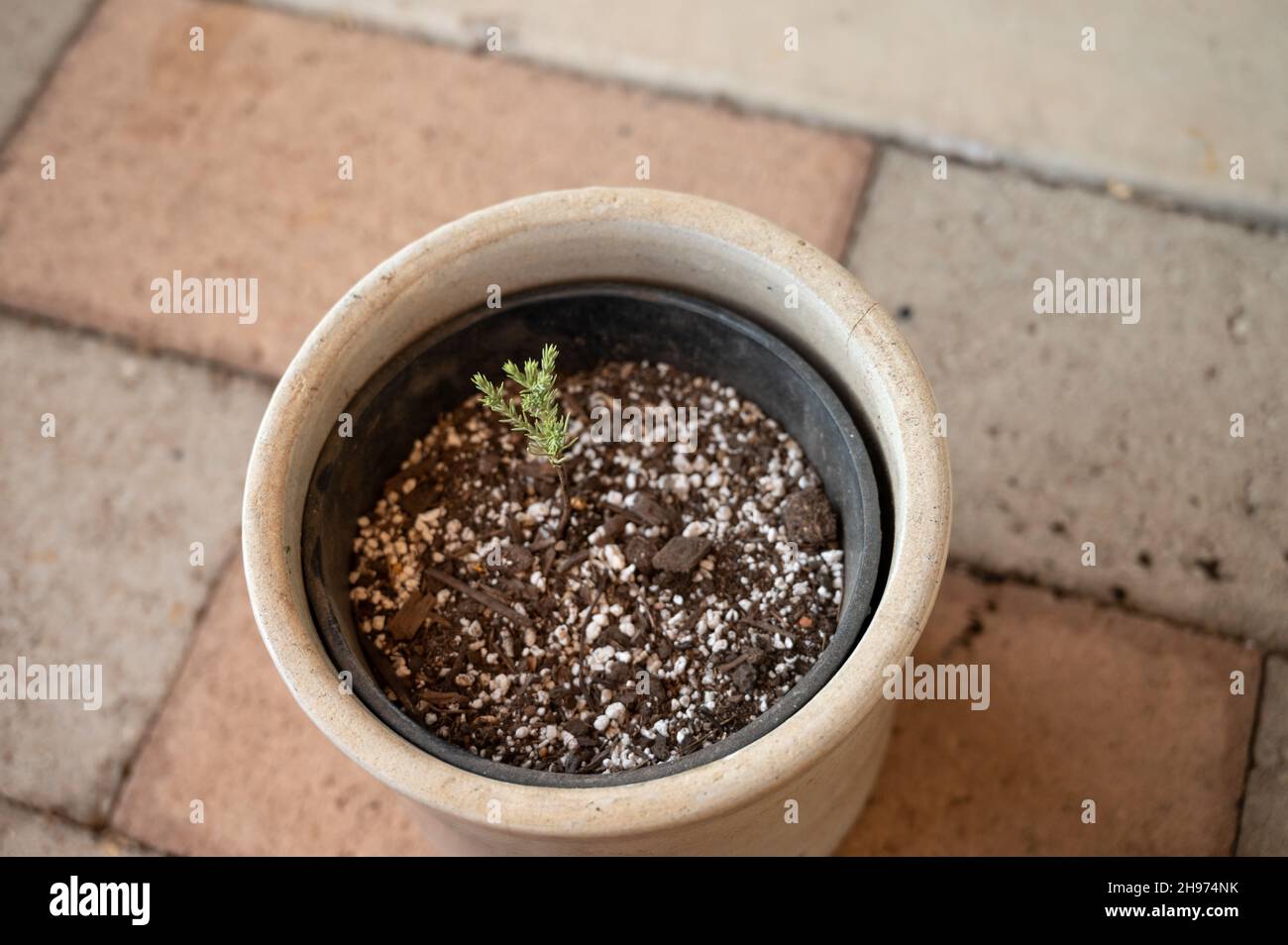 Giant sequoia tree seedling planted in a pot  Stock Photo