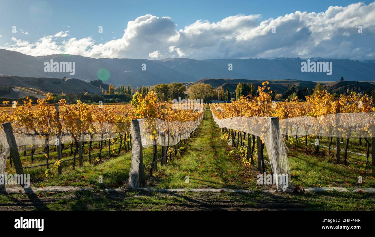 Autumn landscape of golden vineyard with rolling hills in the background, Otago region, South Island Stock Photo