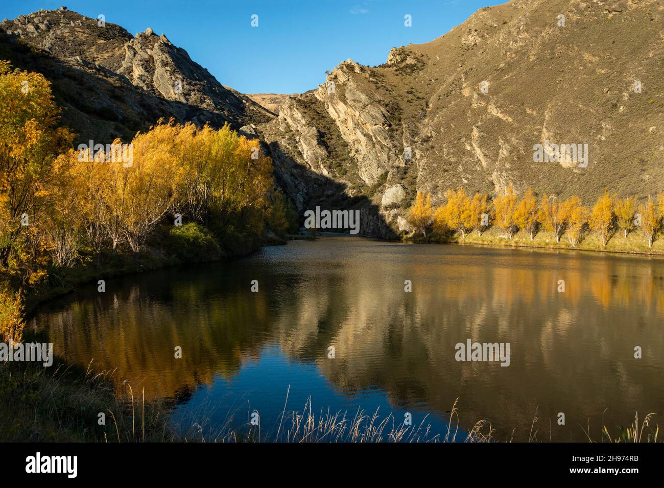 Reflection of yellow autumn trees in a small pond, Central Otago, South Island. Stock Photo