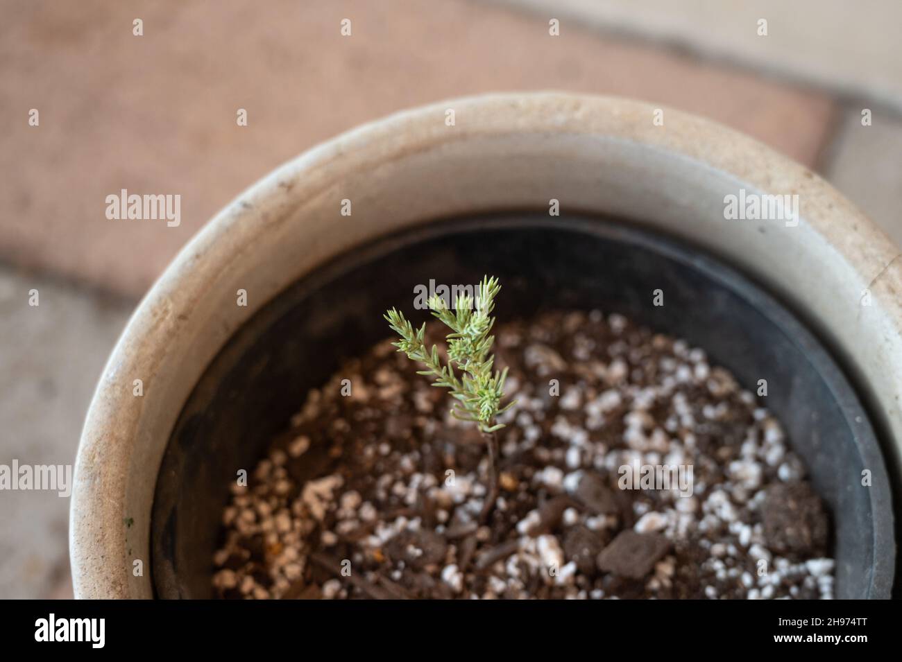 Young giant sequoia tree seedling planted in a pot for conservation  Stock Photo