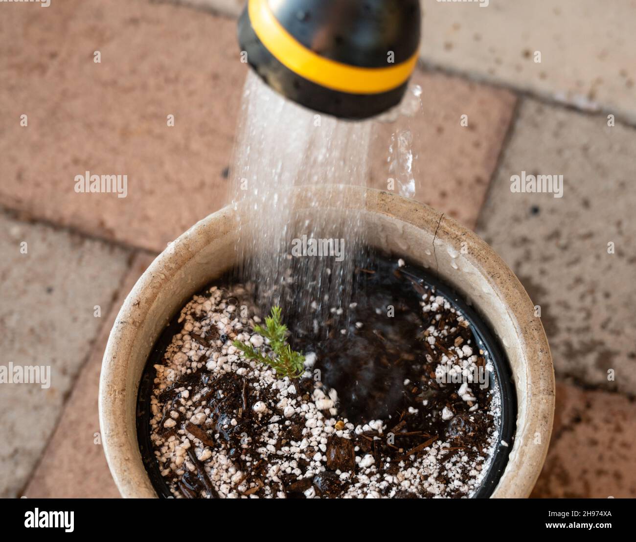 Watering a young Sequoia tree sapling Stock Photo