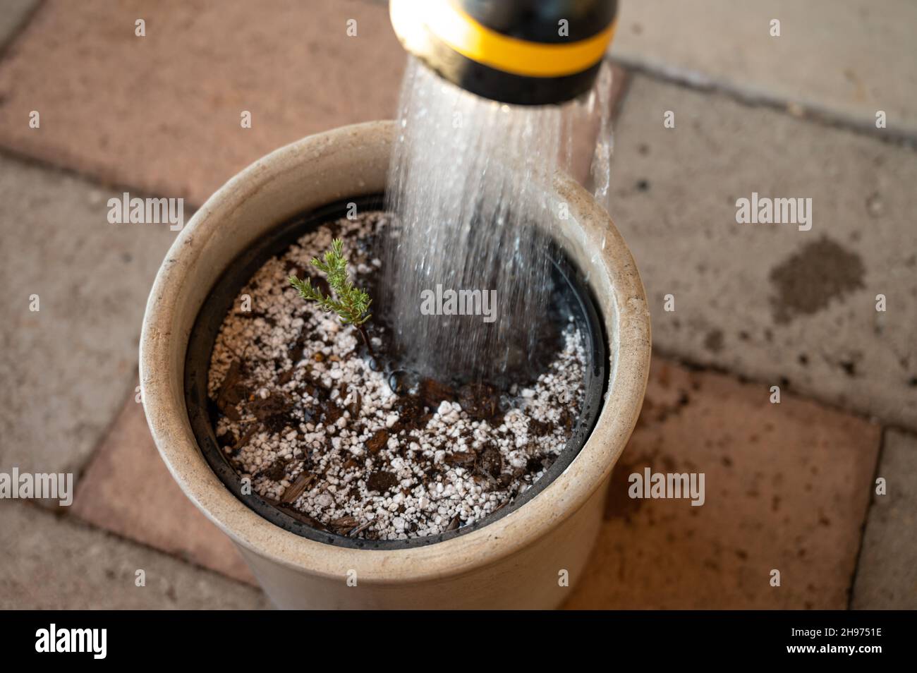 Watering a young Sequoia tree sapling with a water nozzle Stock Photo