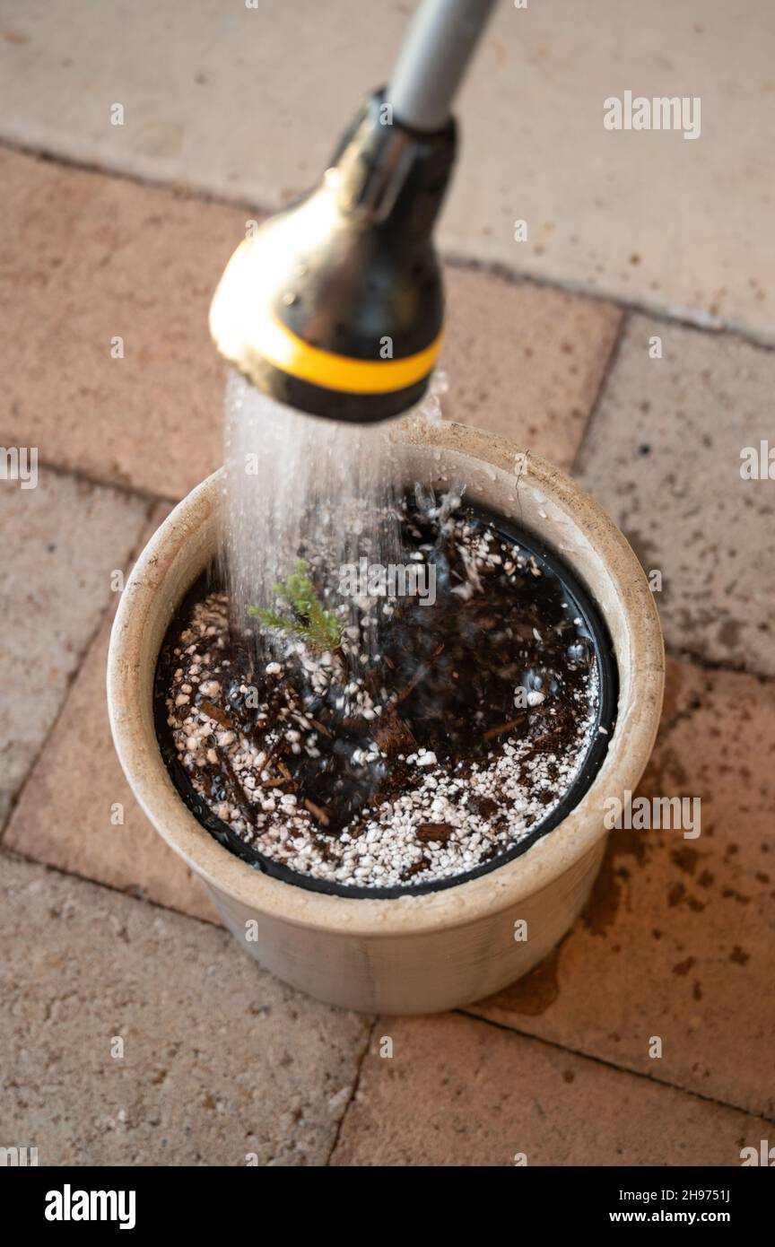 Watering a young Sequoia tree sapling with a water nozzle Stock Photo