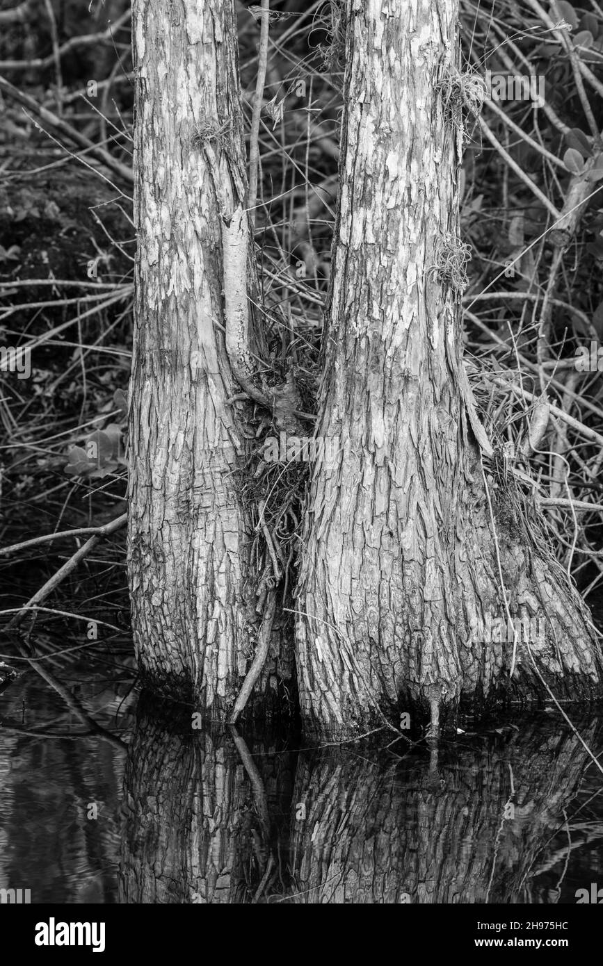 Swamp cypress trees (Taxodium distichum) grow in the swamp at Big Cypress National Preserve
