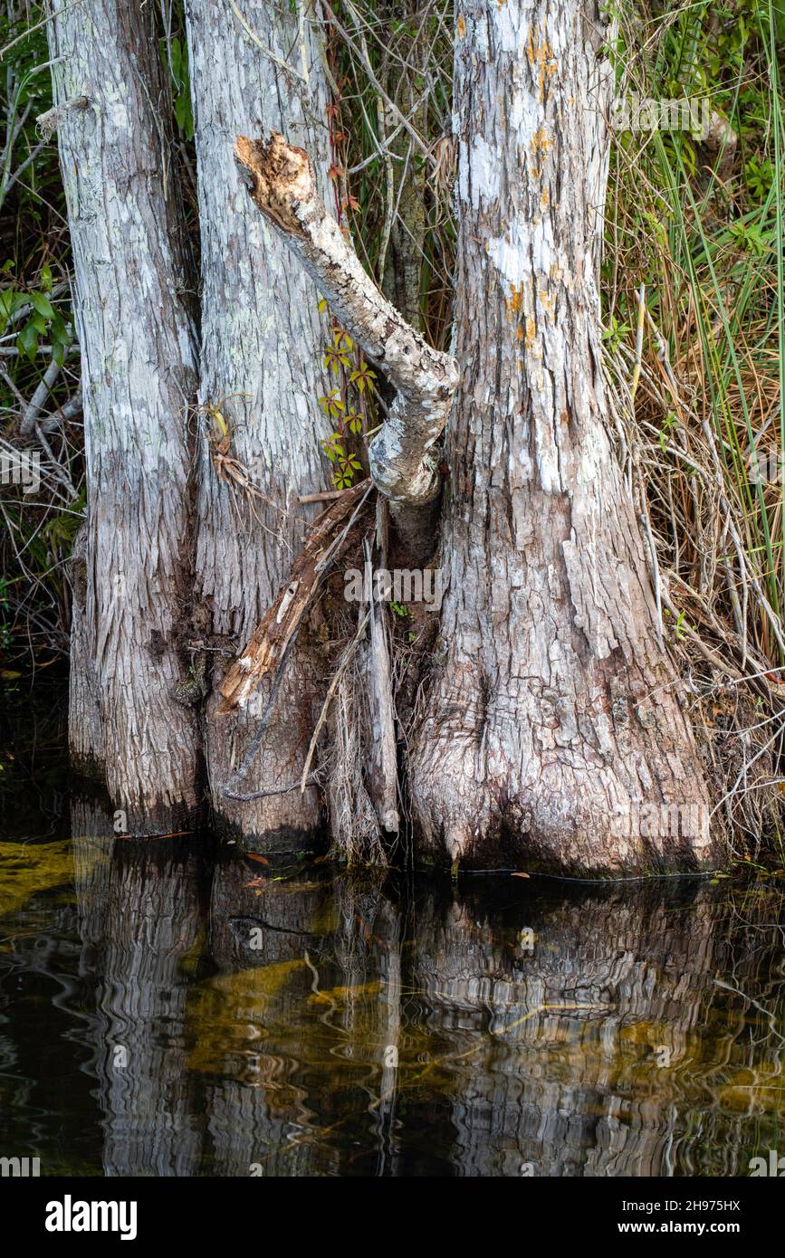 Swamp cypress trees (Taxodium distichum) grow in the swamp at Big