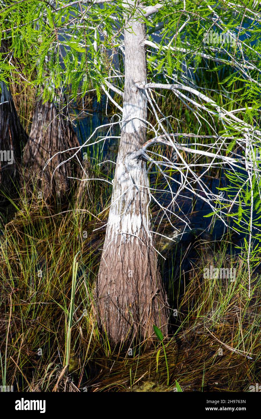 Swamp cypress trees stand in the swamp; PaHayOkee Lookout Tower area