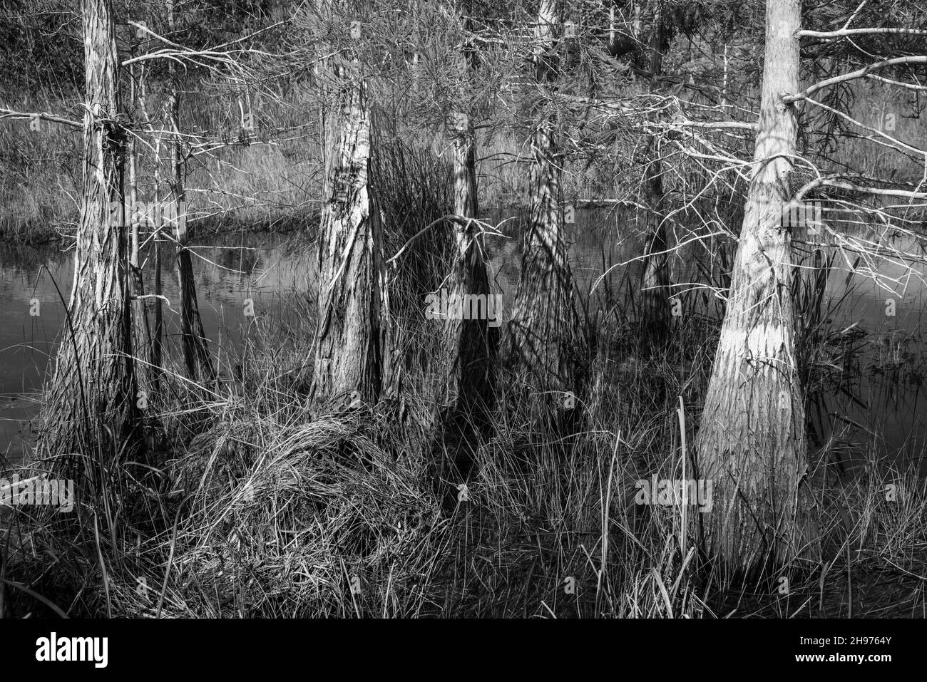 Swamp cypress trees stand in the swamp; Pa-Hay-Okee Lookout Tower area, Everglades National Park, Homestead, Florida, USA. Stock Photo